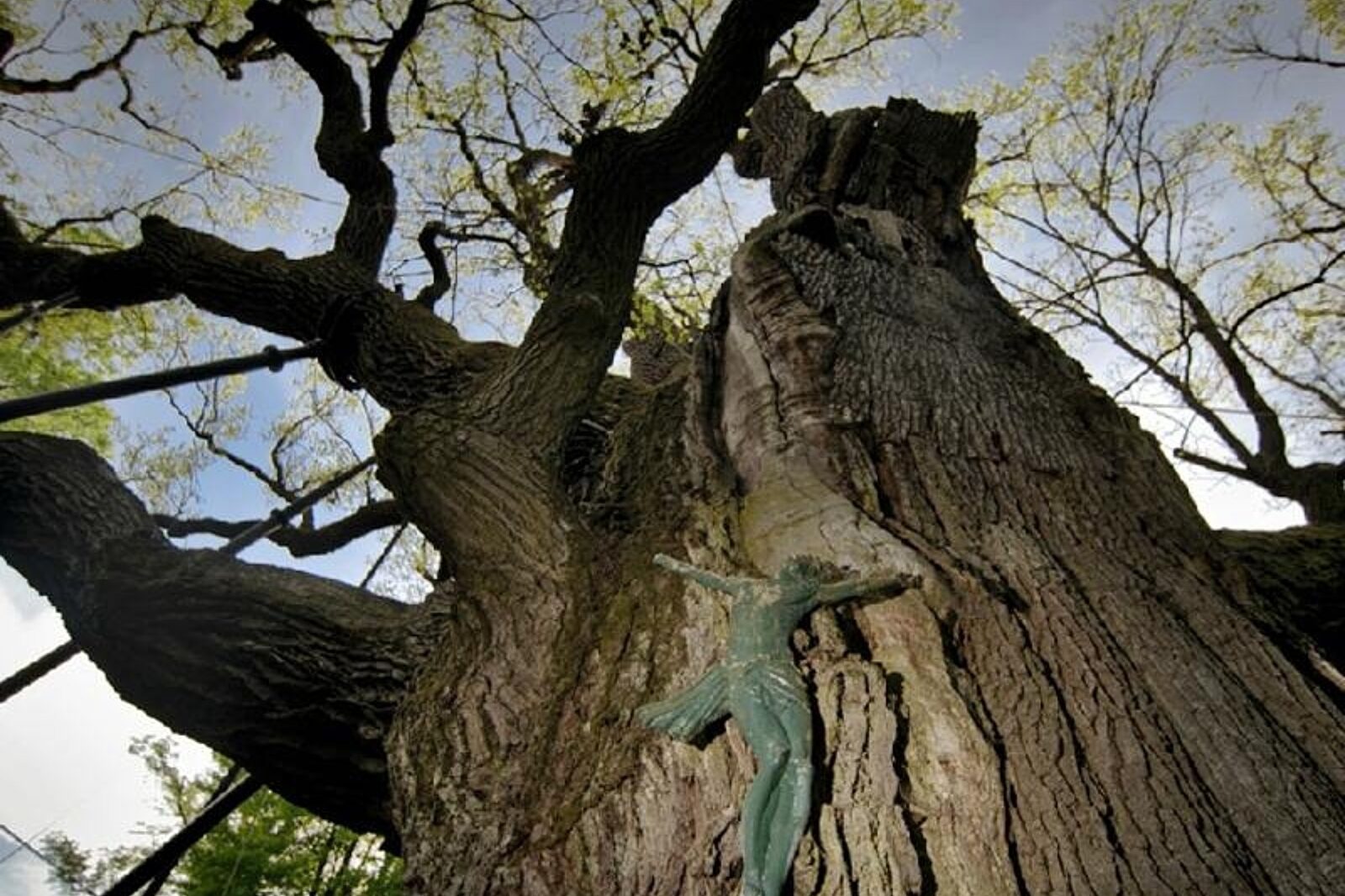 1340790158 dab bartek swietodrzewa pl