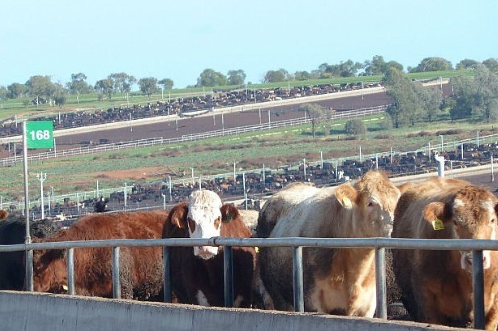 1397223069 caroona beefcentral com