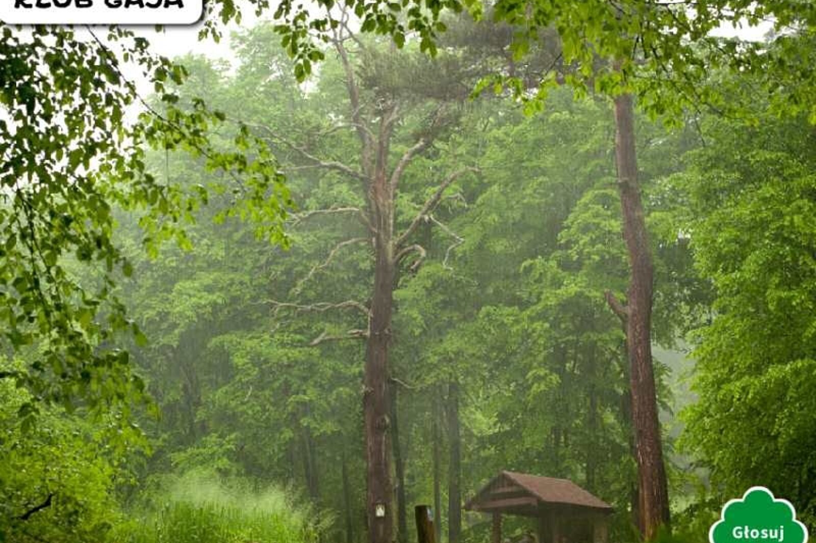 dąb świętego mikołaja