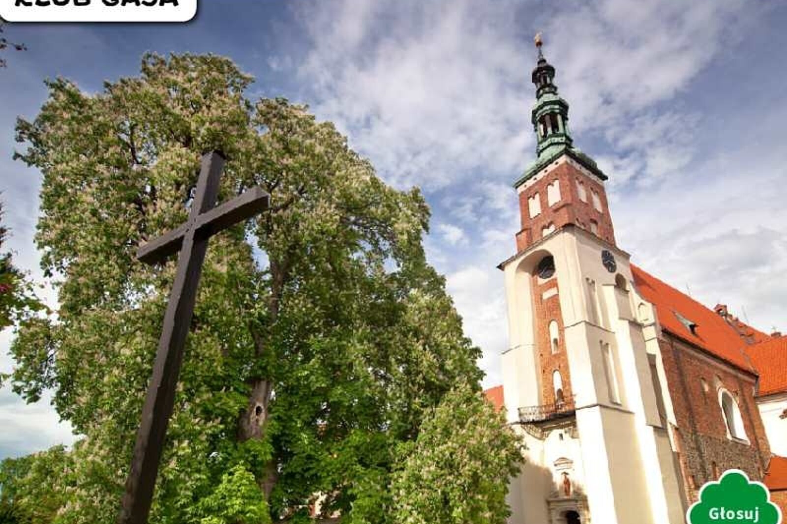 kasztanowiec benedykt