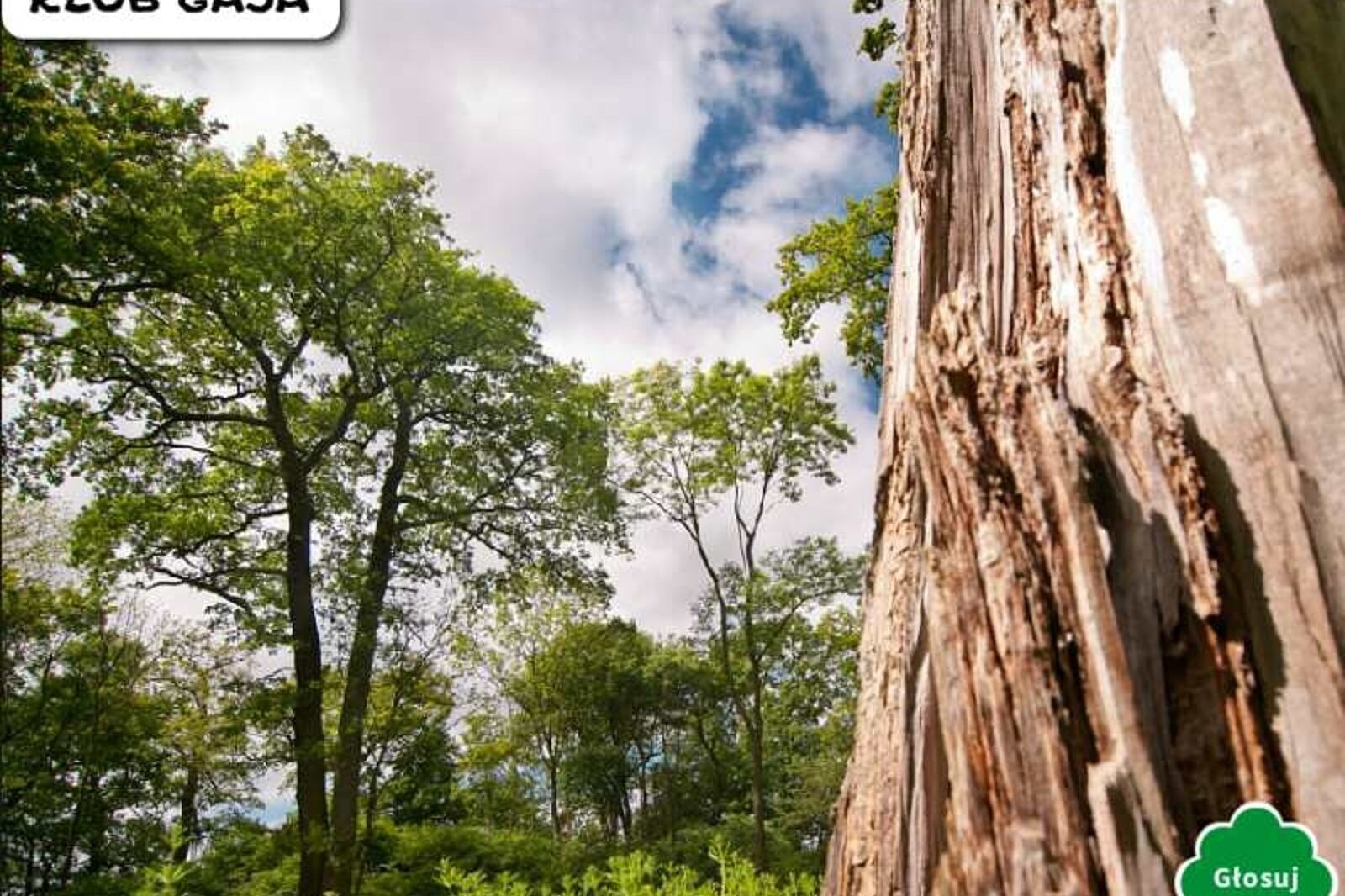 zalewski dąb grodowy