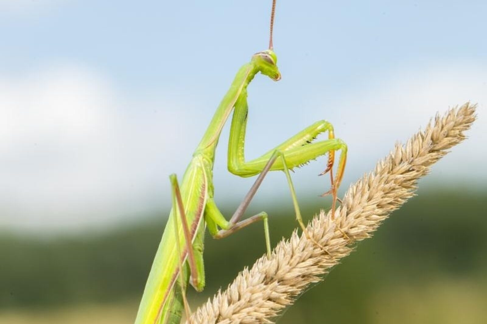 1413276243 modliszka zwyczajna