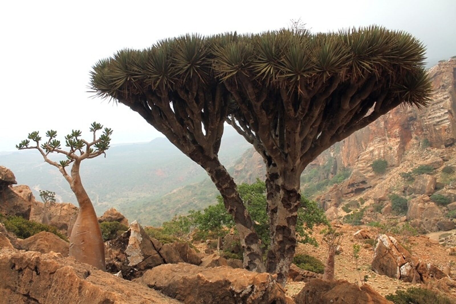 1418389005 smok sokotra piotr adamiec