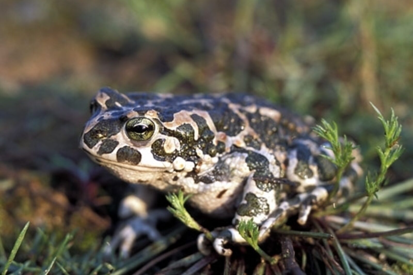 1458540142 ropucha zielona g talalaj bpn