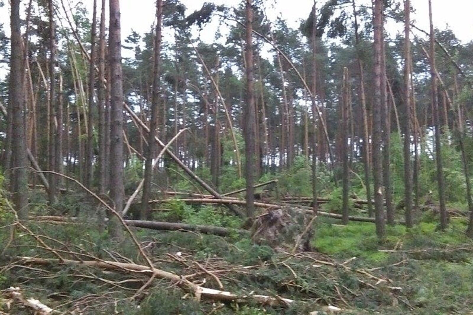 1467186496 las lubliniec rdlp katowice