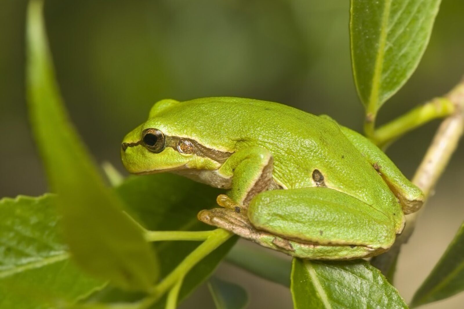 1498134390 rzekotka drzewna cites zoo waw pl