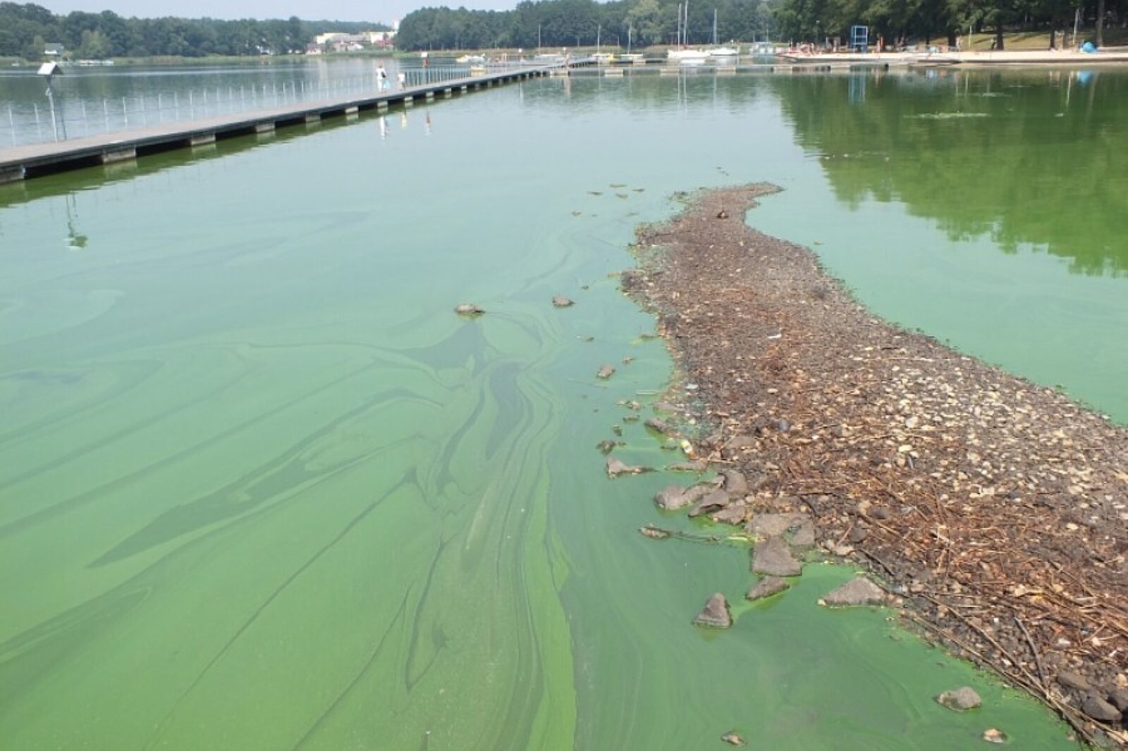 1498203163 sinice paprocany tychy pl