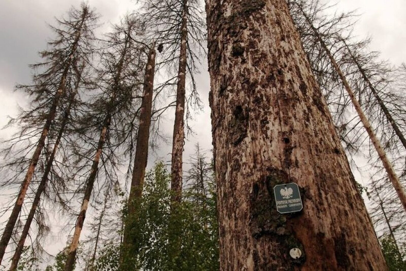 1499942507 puszcza kornik mos gov pl