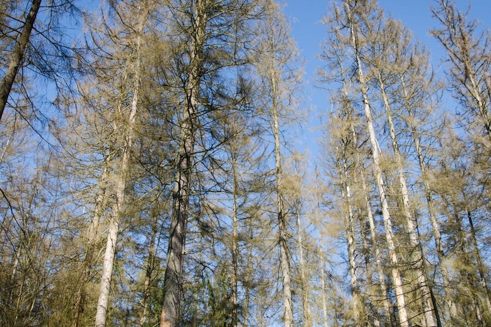 1506406965 puszcza bialowieska ms