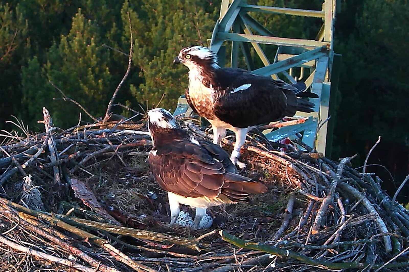 1546539418 rybolowy lipka lp