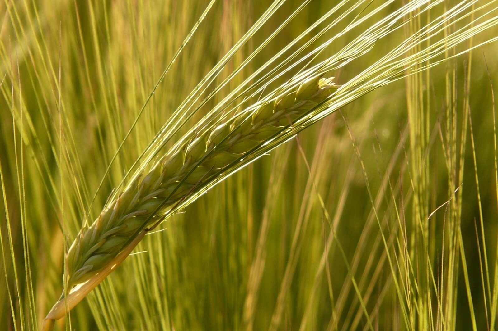 1579603149 barley field 8230 1280