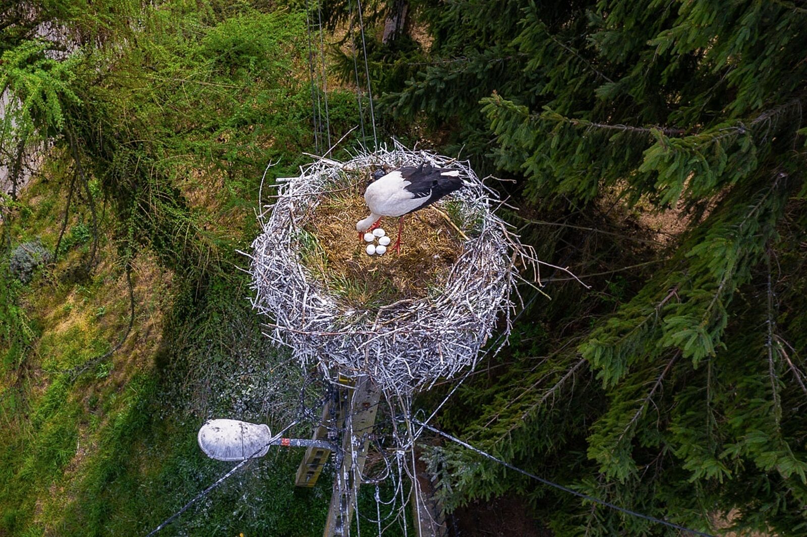 1589372223 bocian gniazdo tauron 1