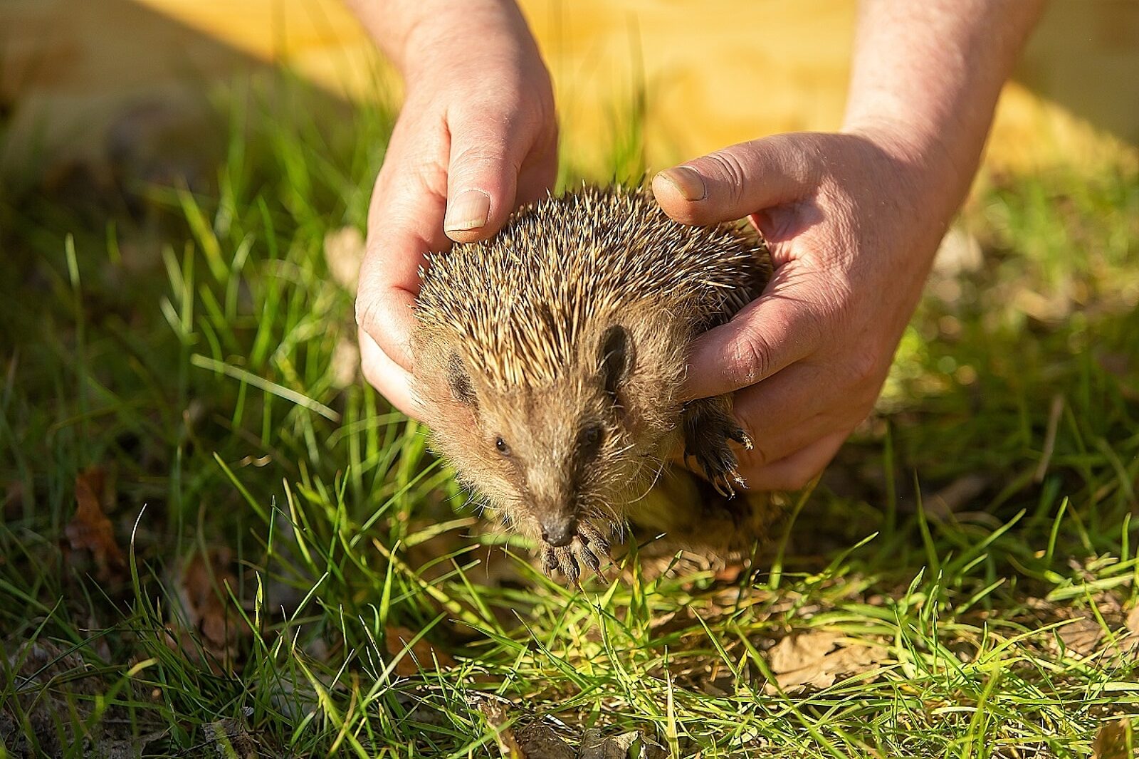 1589988234 jez tauron