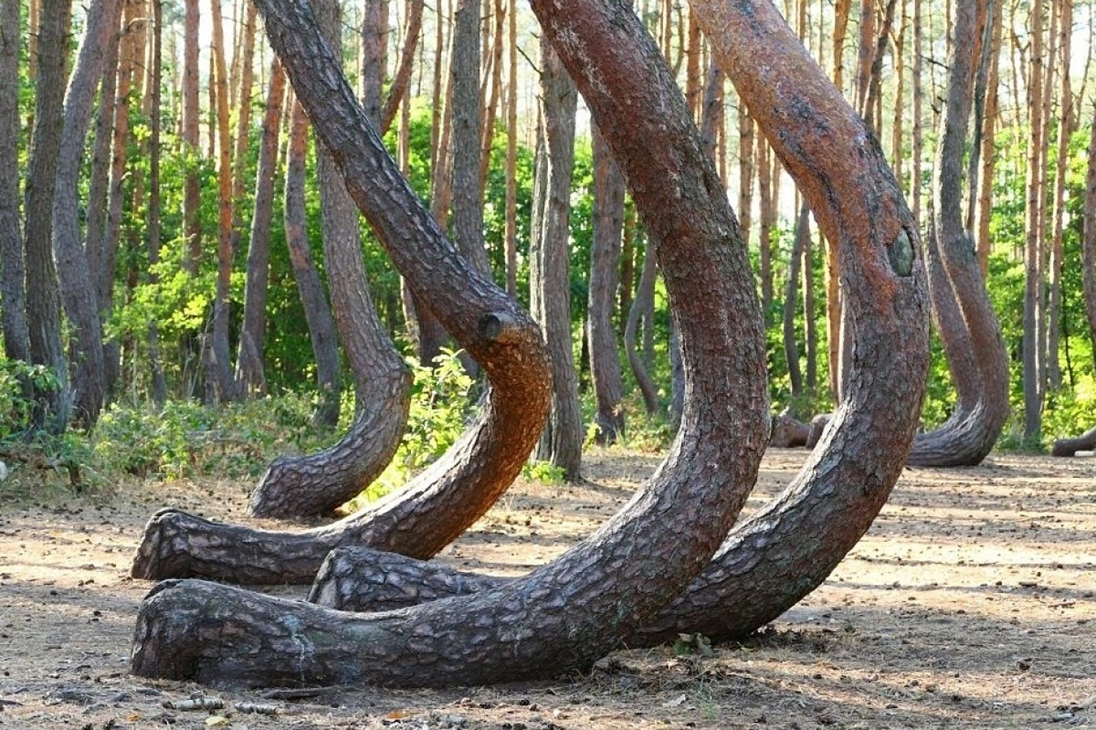 1602241162 krzywy las pge