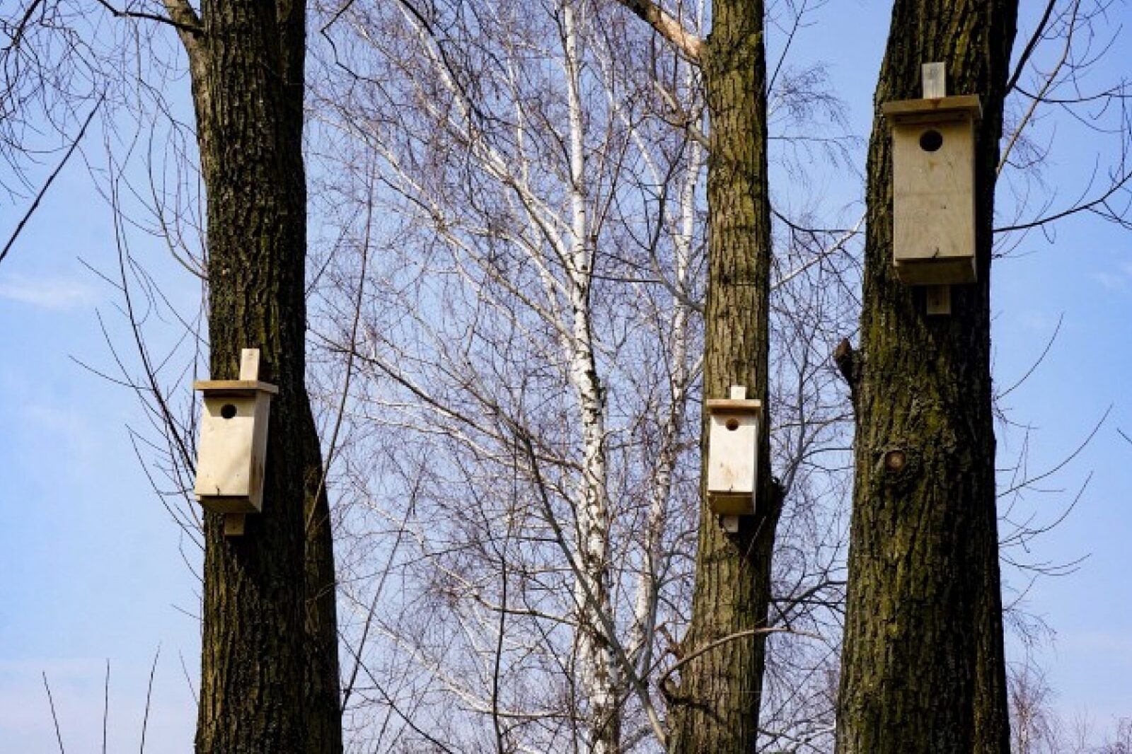 1648118588 budki legowe