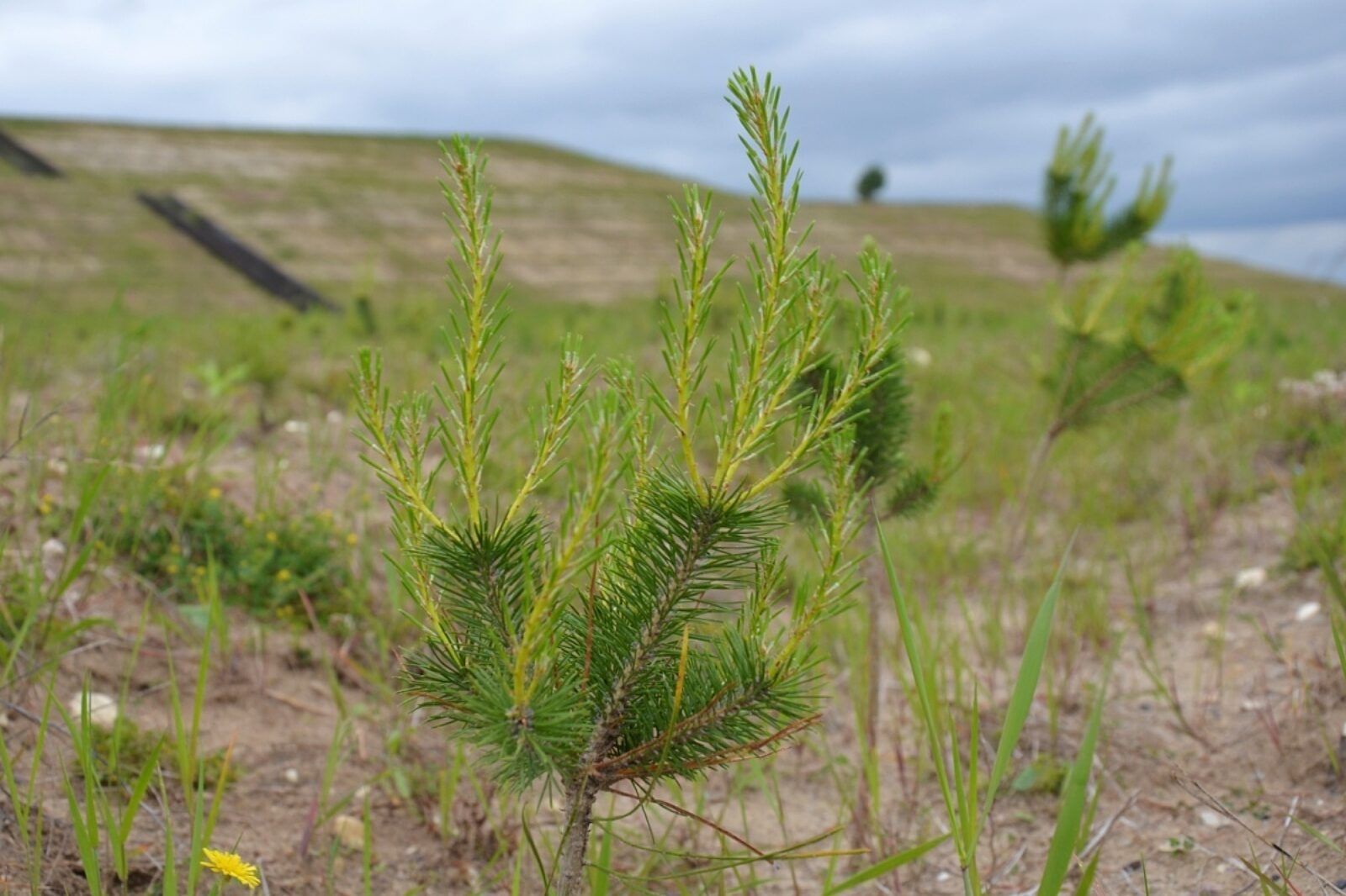 1654196750 pge rekultywacja pge giek