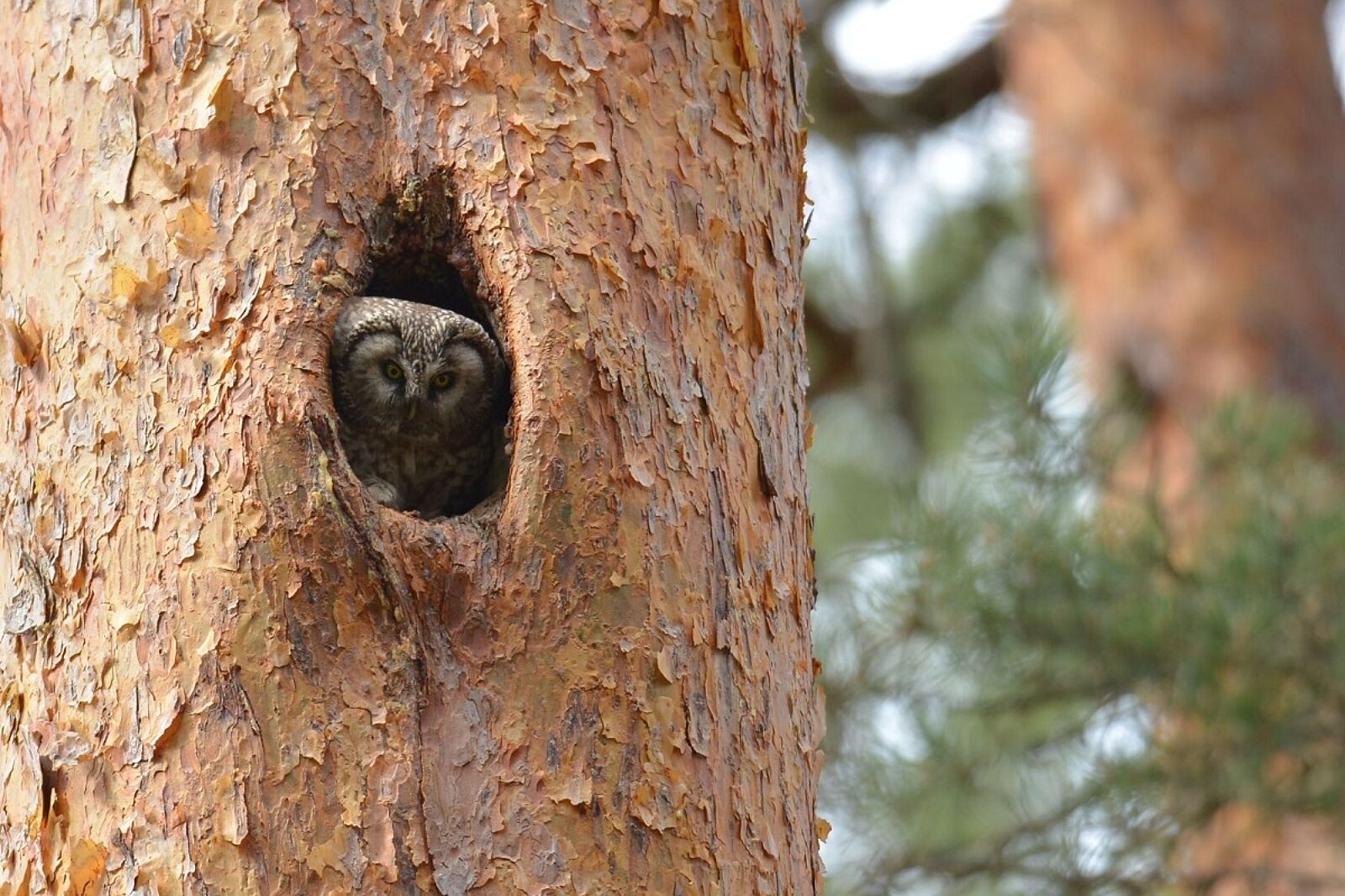 1654950153 pge badania