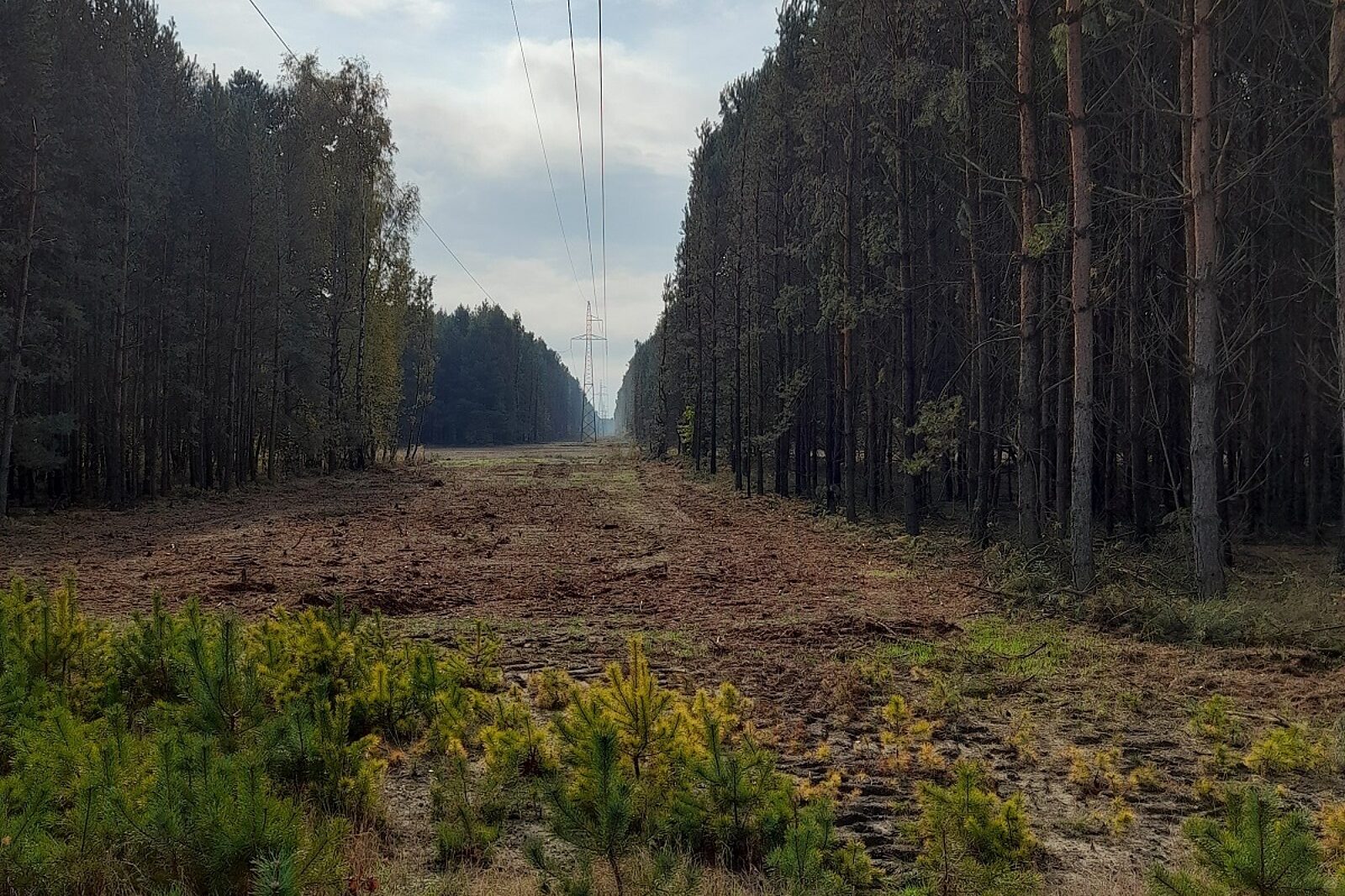 1655814094 tauron drzewa