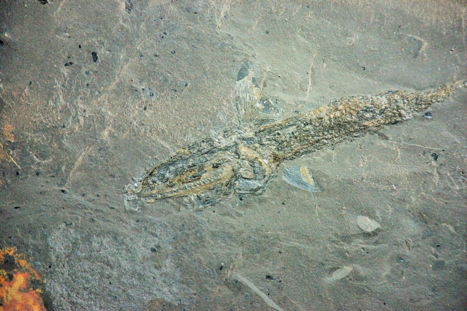 1666006308 kghm ryba