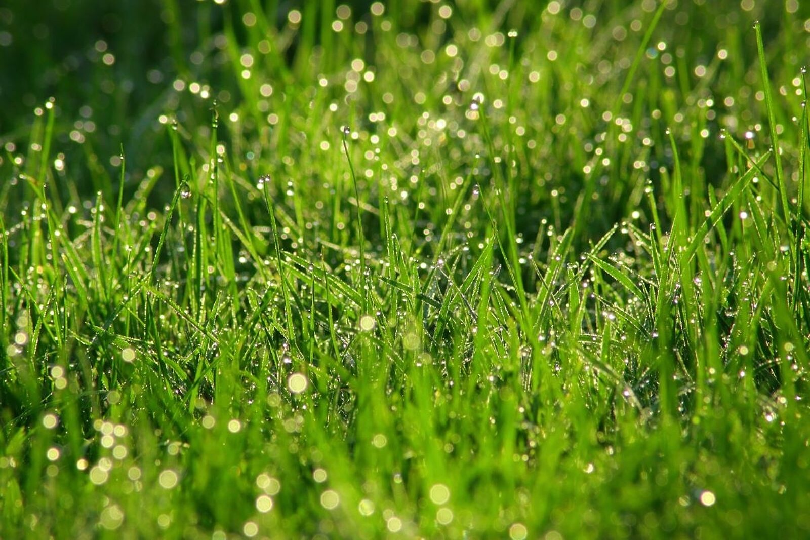 1675415555 ogrod adobe