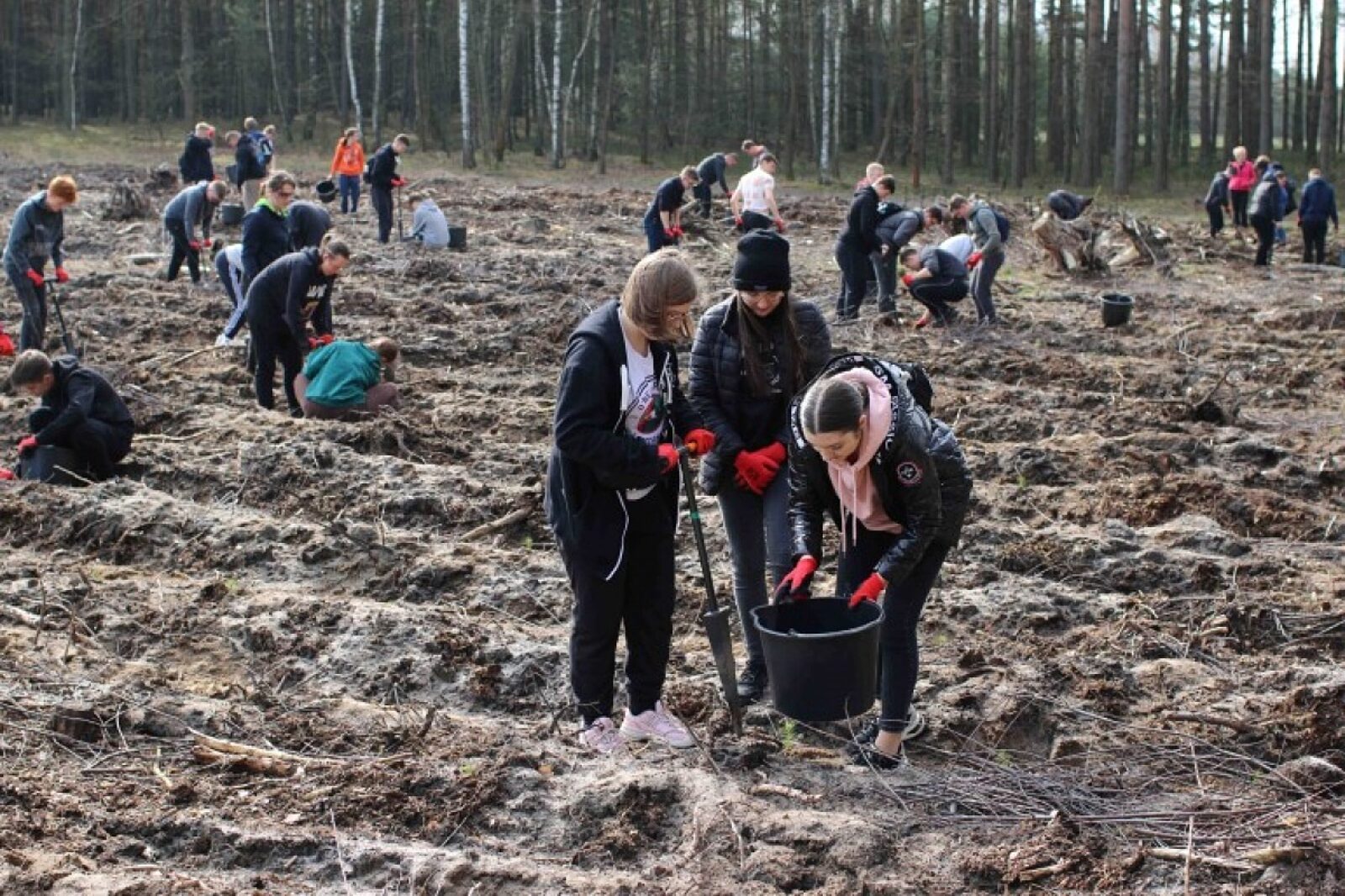 1681825134 lasy pelne energii pge