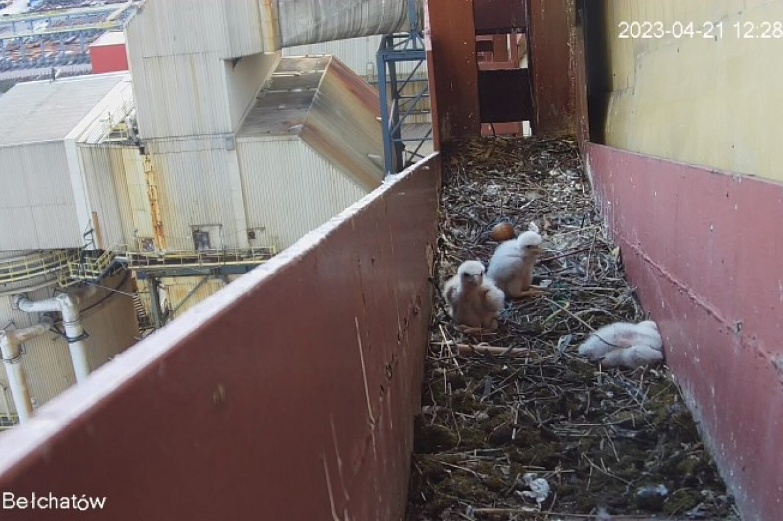 1682335060 sokoly el belchatow