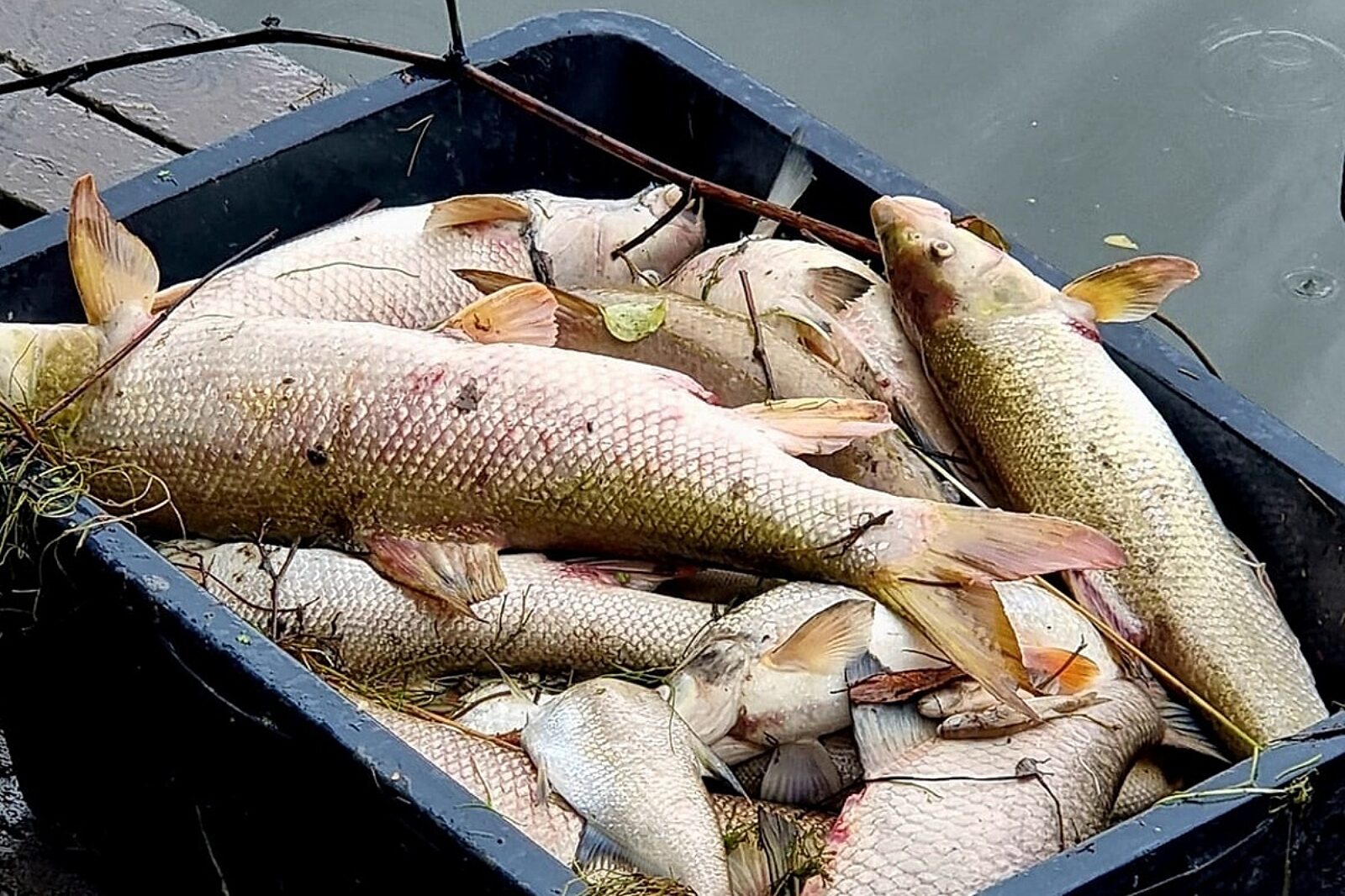 1690467938 odra ryby