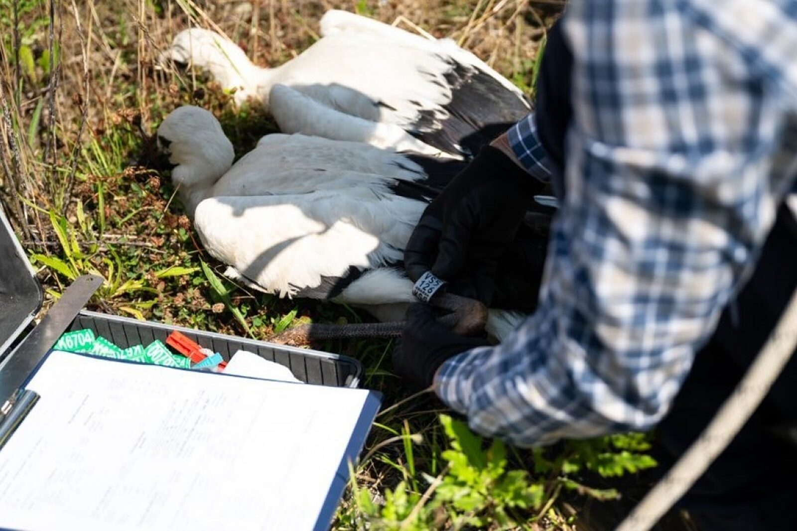 1690802693 bocian tauron