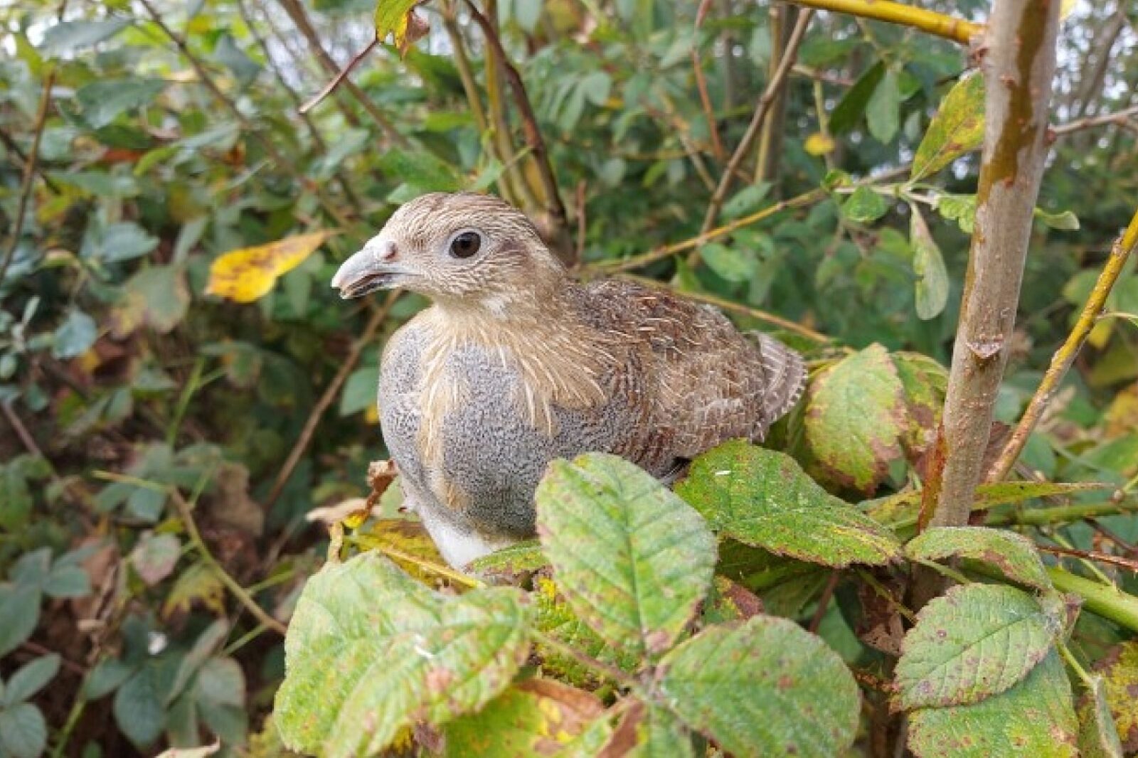 1695715125 kuropatwa pge giek