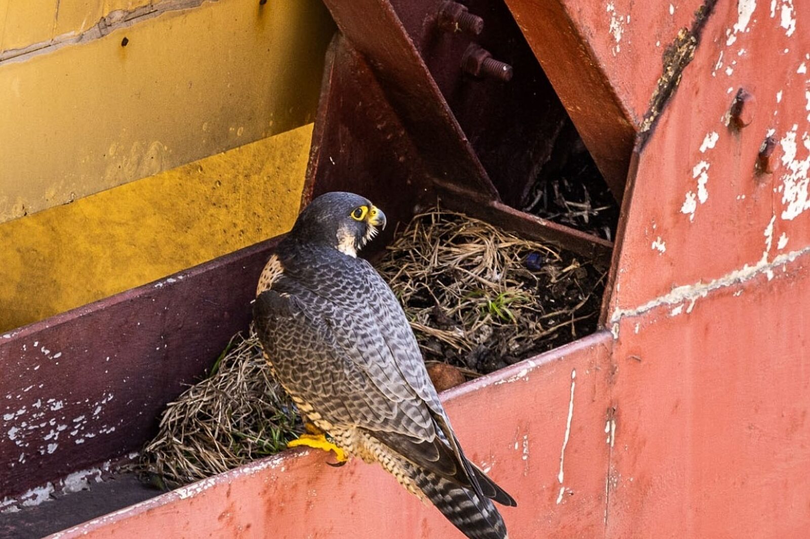 1711627119 sokoly pge