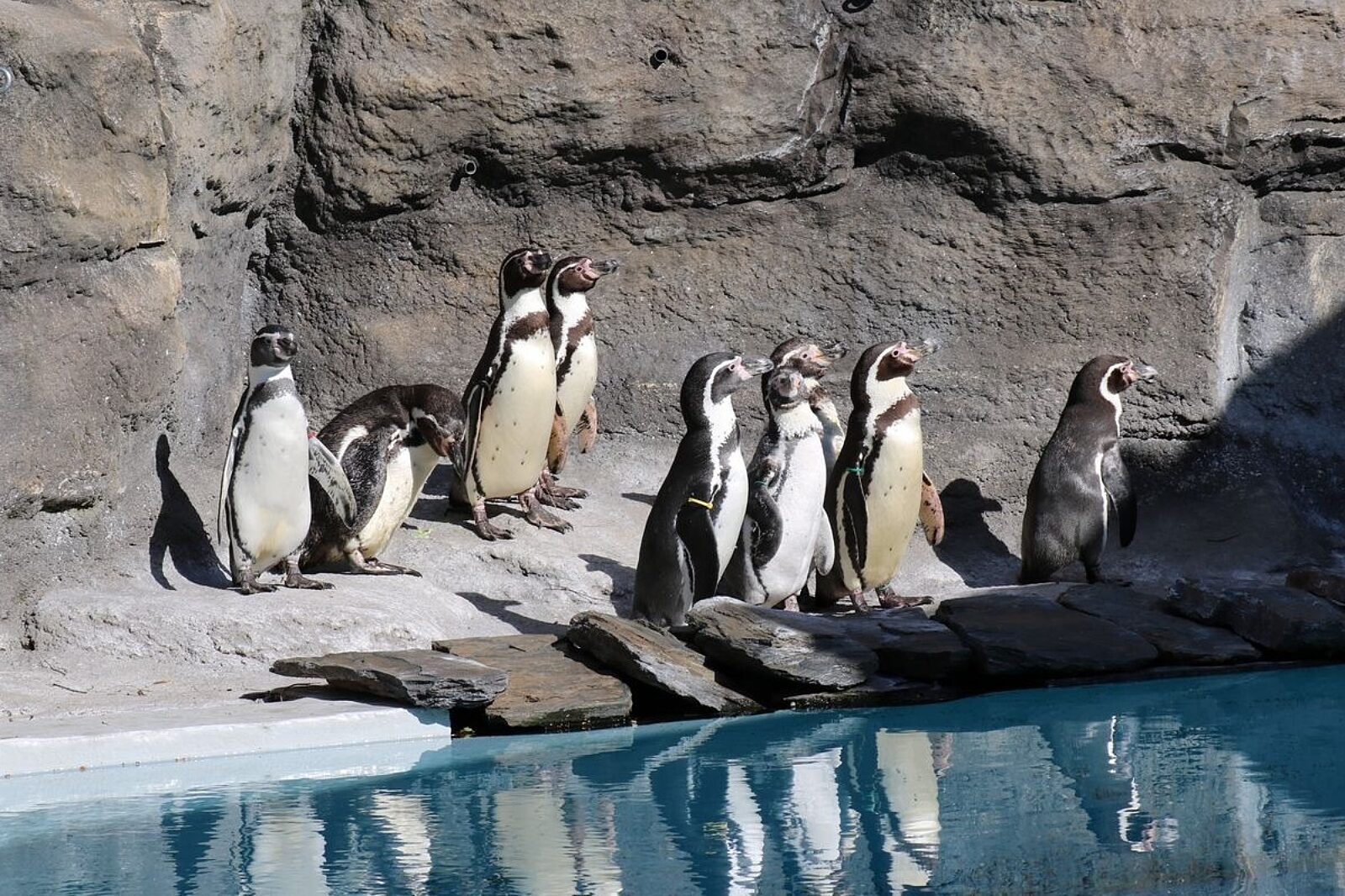 1714133832 tn pingwinyzoo