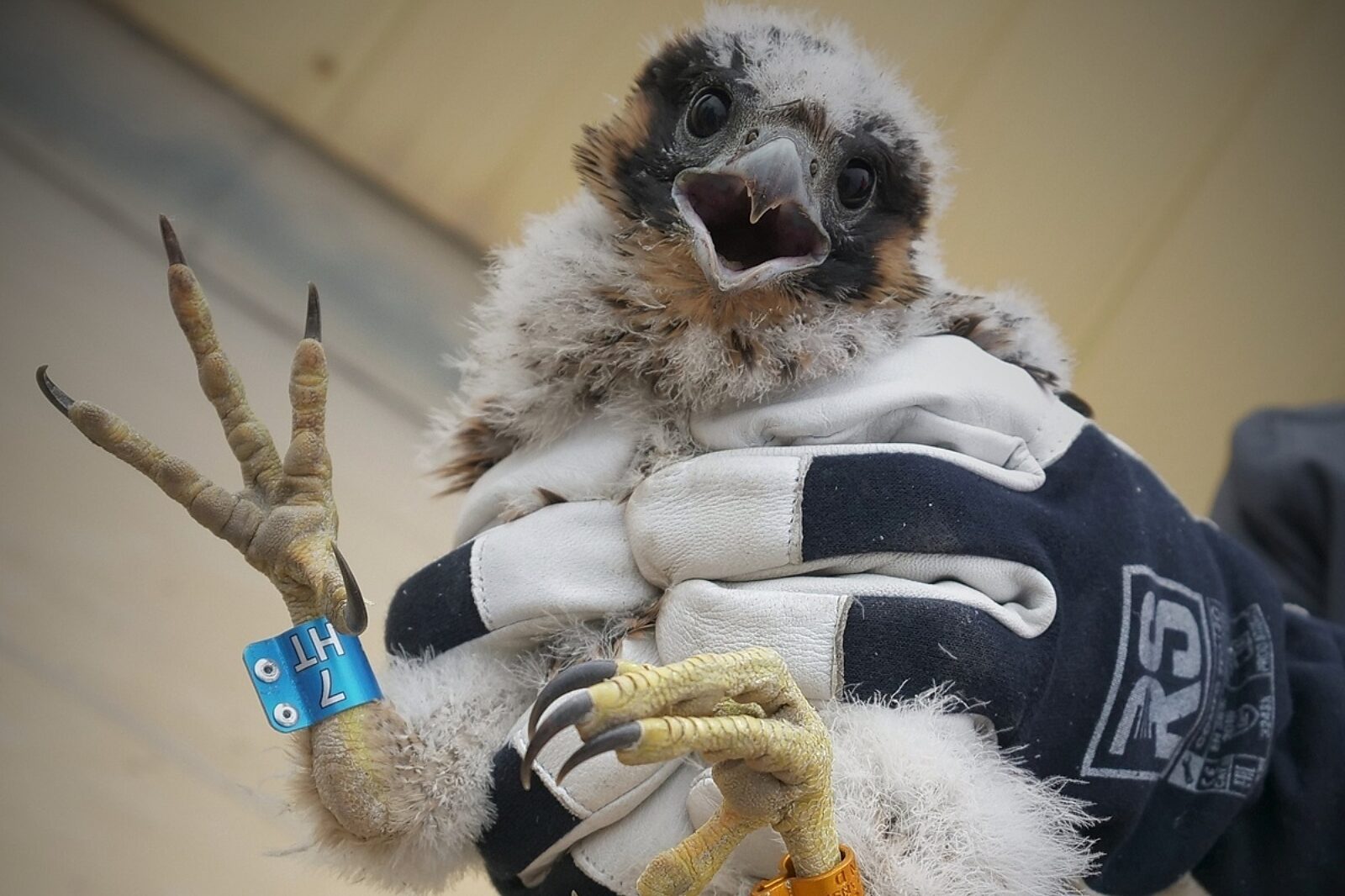 1716539547 sokol kghm