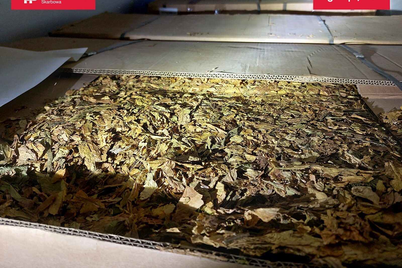 1718608891 nielegalnytyton