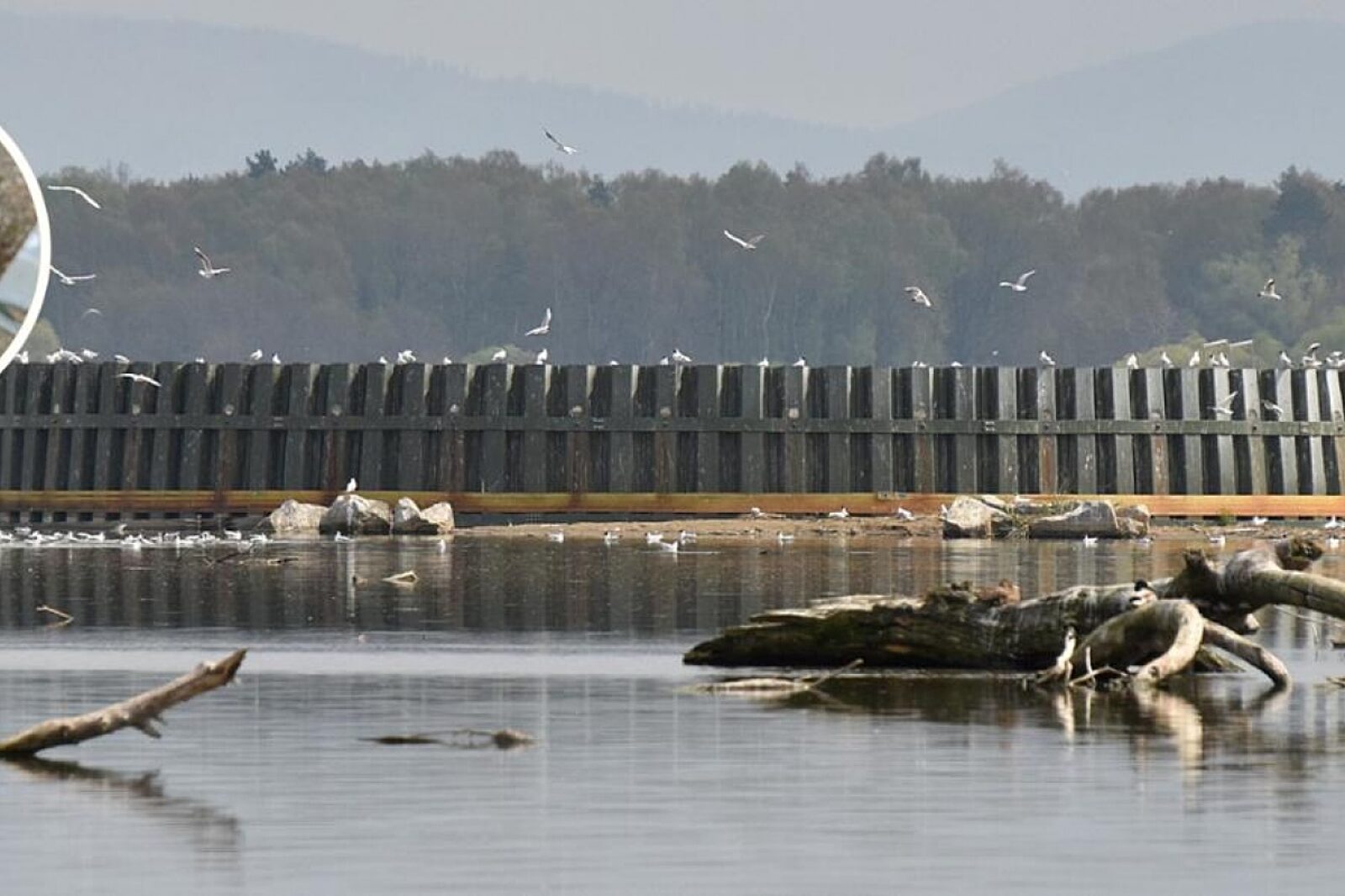 1735910319 ptasiabeczka