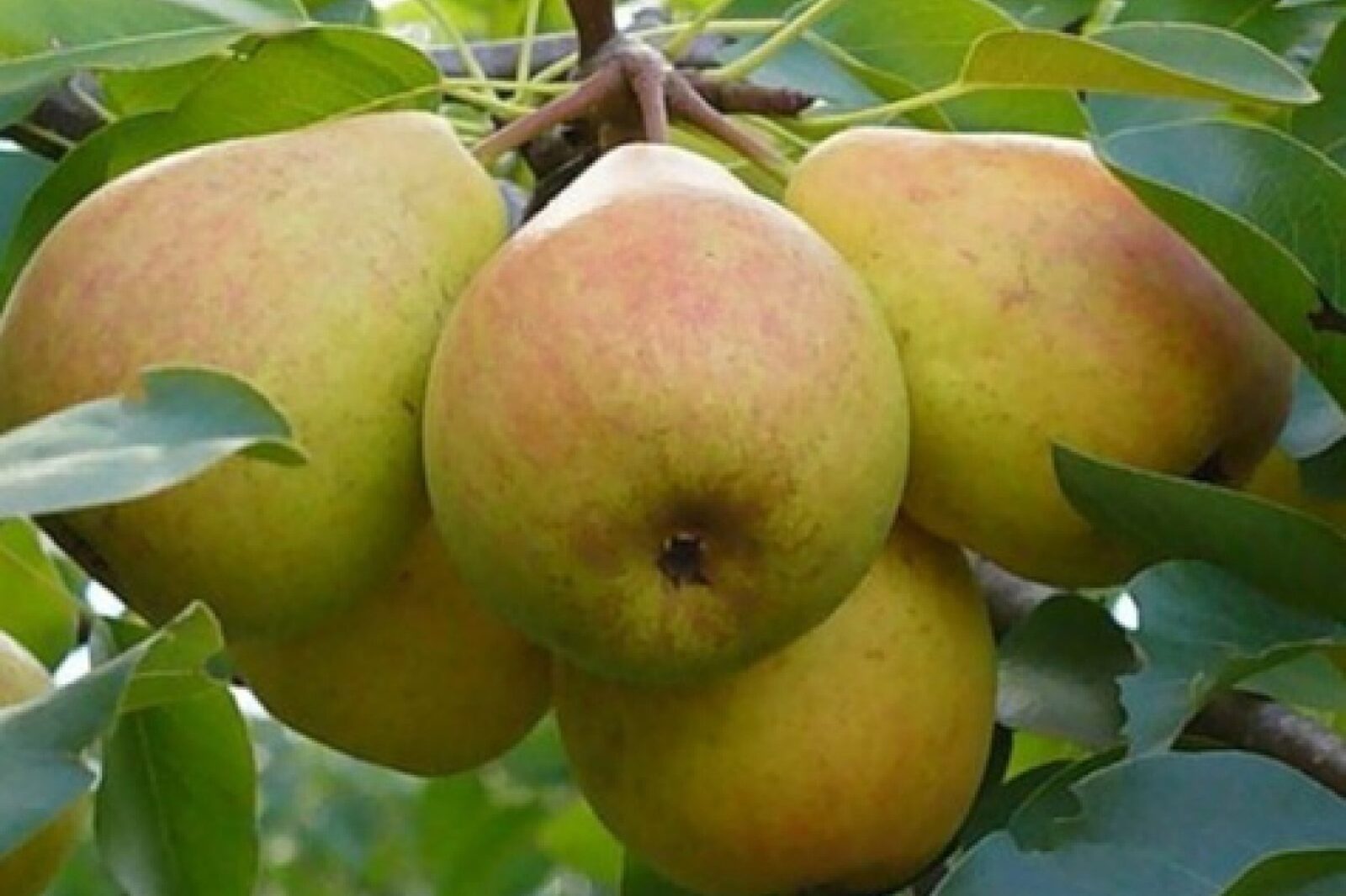 1749454413 fotodrzewka