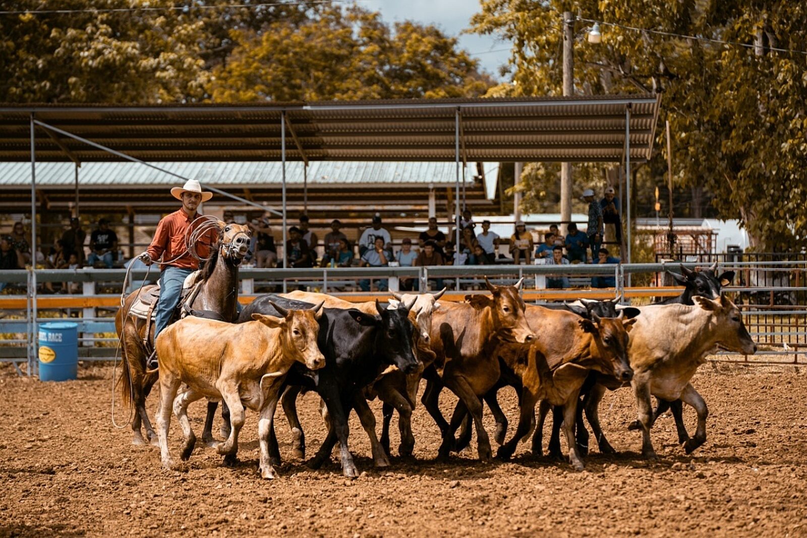 1757924219 horse 8206549 1280