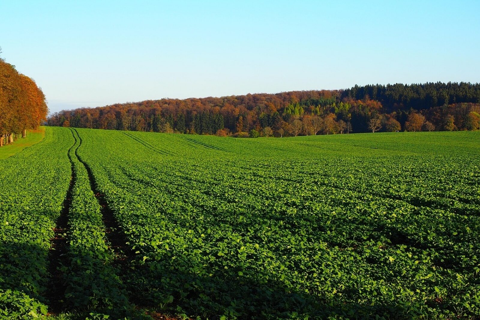 1764575763 rzepak ozimy regulacja