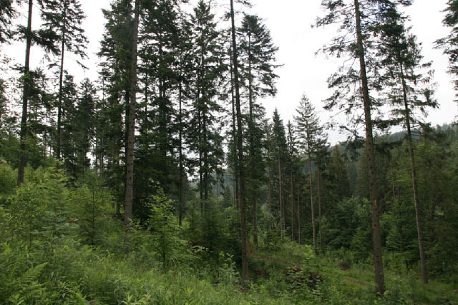 Lasy01 kaj 11