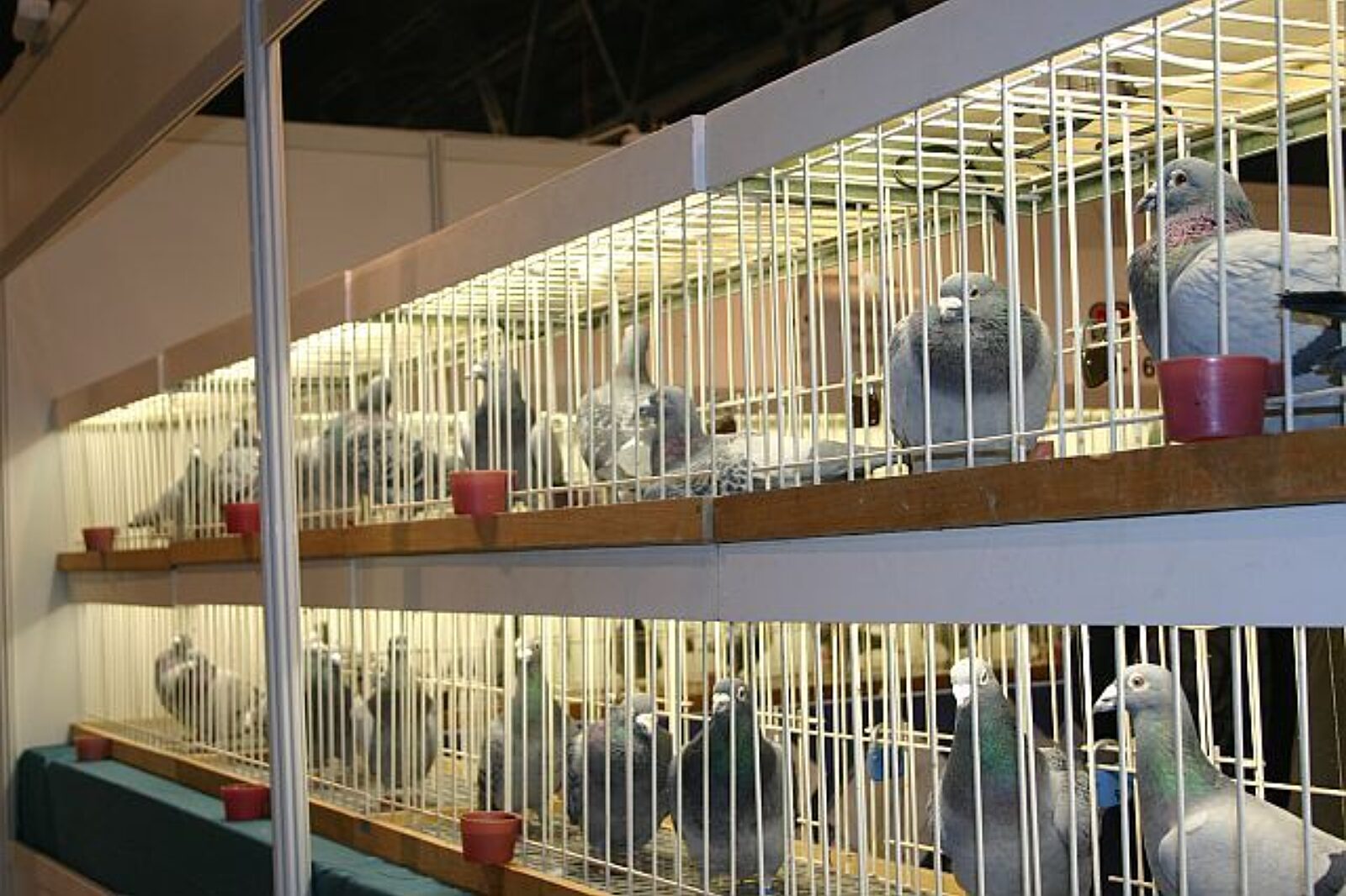 Golebie expo 2011 jech 01