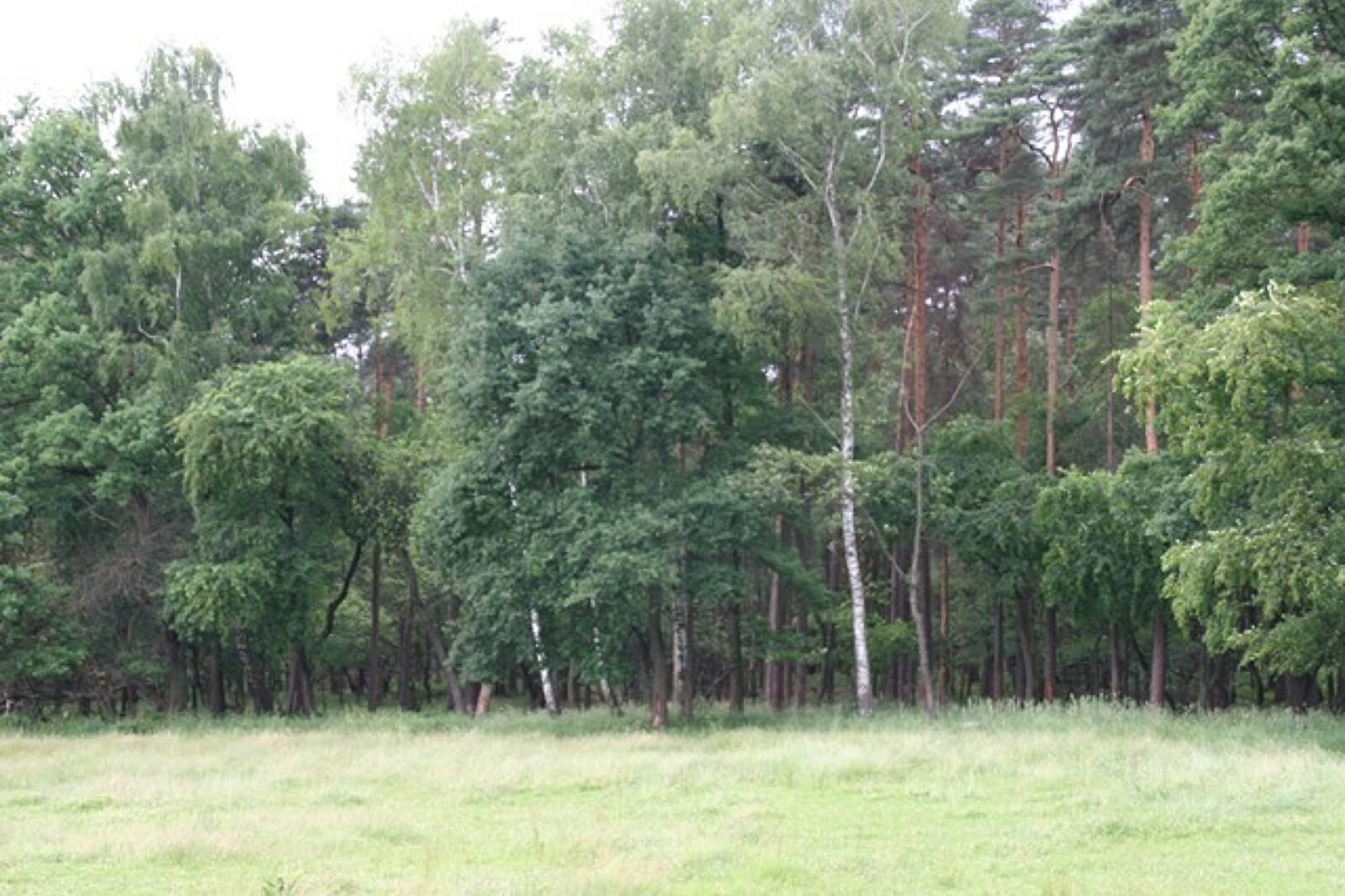 Las KAJ