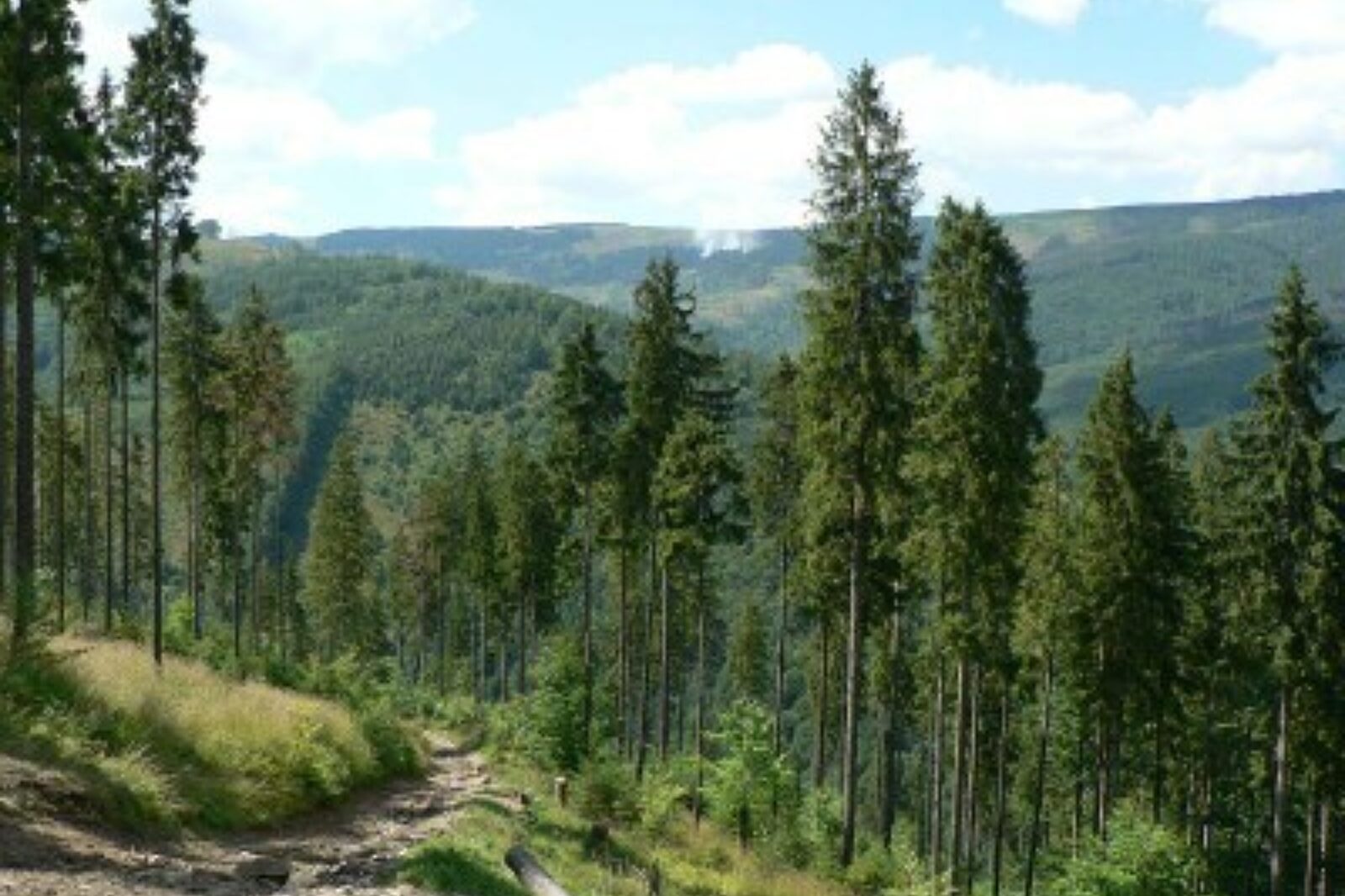 Lasy beskidy ibles pl