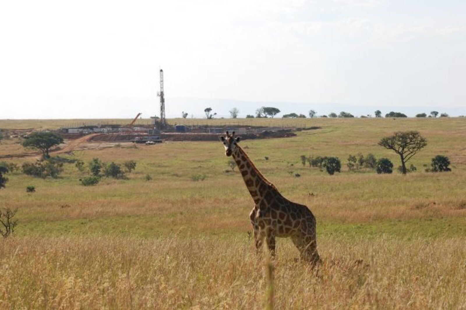 Nawierty uganda pnig krakow