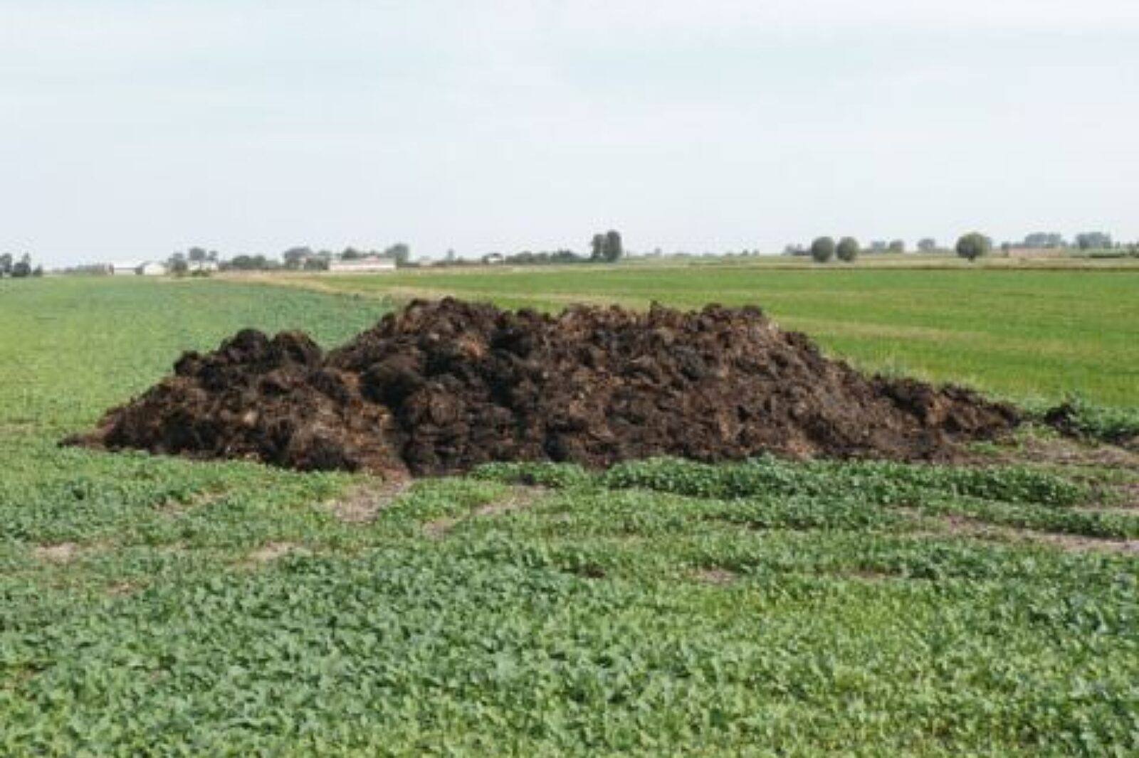 Obornik farmer pl