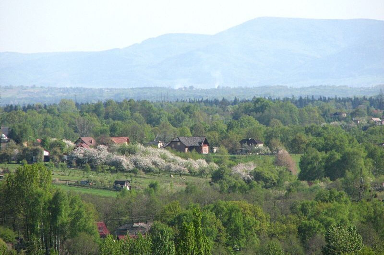 Ruptawa wikimedia org
