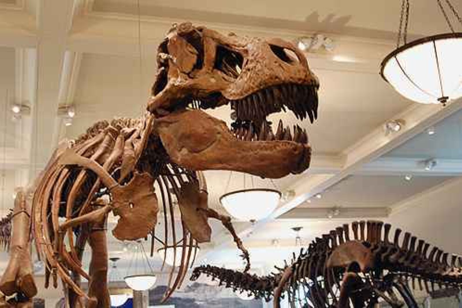 Skn dino kawiarnianaukowa pl
