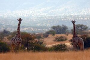 1331120076 skrzeczyna podroze 01 48