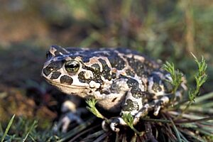 1458540142 ropucha zielona g talalaj bpn