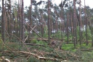 1467186496 las lubliniec rdlp katowice