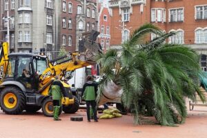 1494235652 palma rynek umkatowice