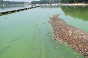 1498203163 sinice paprocany tychy pl